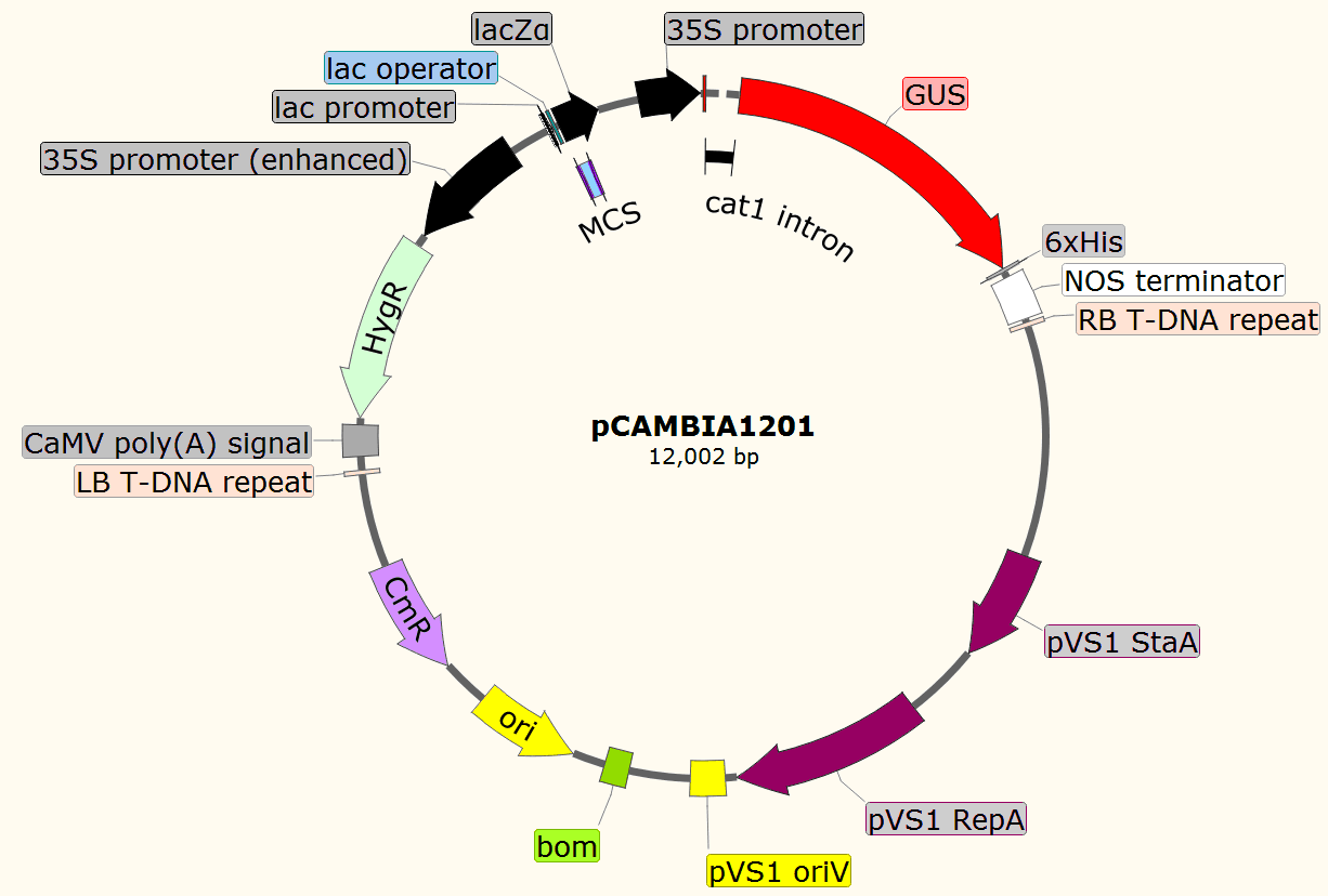 pCAMBIA1201载体图谱